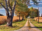 Autumn Farm Lane_16456
